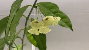 Хойя цистианта сплеш( странные чёрные пятна на цветках). Hoya cystiantha Splash