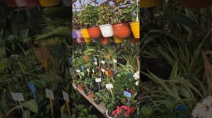 Обзор теплицы 20.03.2025