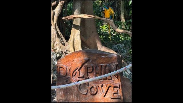 2024 Caribbean Vacation смотреть онлайн