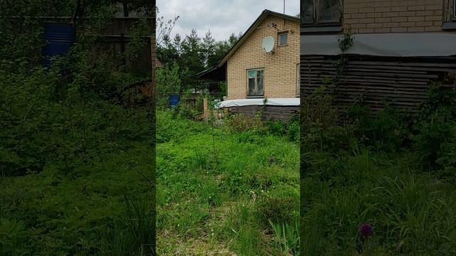 дача Электрон 102 тишина птицы