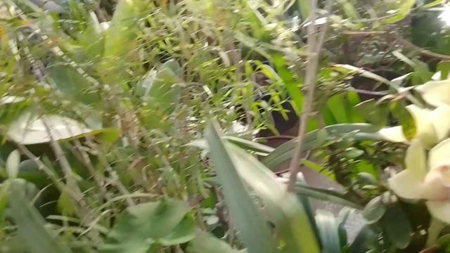 Февральская прогулка по оранжереям Аптекарского огорода на проспекте Мира в Москве