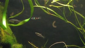 4890 Эндлеры Campoma El Tigre