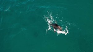 Город пингвинов 5 серия «Близкие контакты» (документальный сериал, 2021)