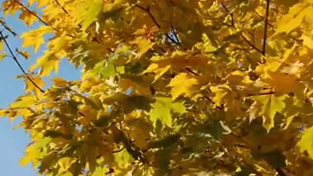 Вадим Козин Осень Vadim Kozin Autumn смотреть онлайн