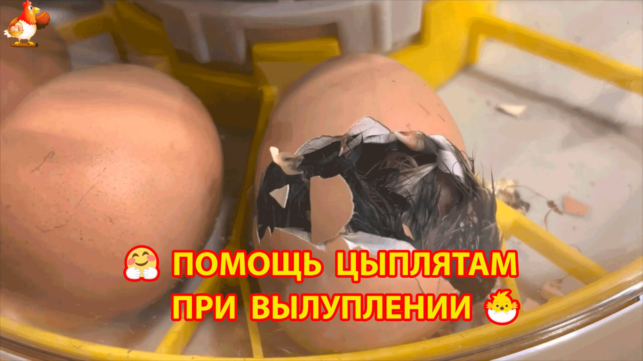Помощь цыплятам при вылуплении и спасение 2-х пушистиков 🥚🐣🐤