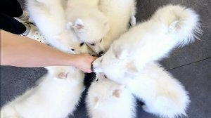 Щенок Японского Шпица Смешное Видео - Слияние С Бесконечно Вечным