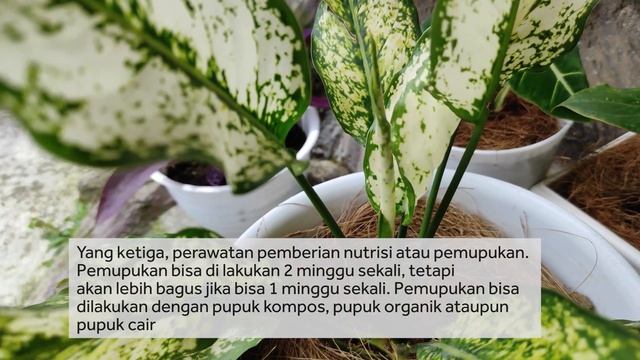 Cara Merawat Tanaman Aglaonema Snow White Agar Tumbuh Subur смотреть онлайн