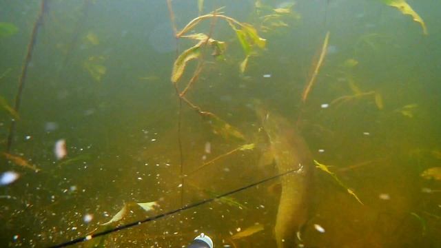 По ту сторону воды 1