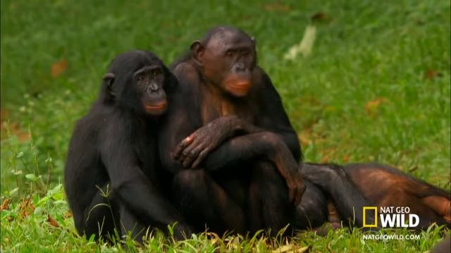 Bonobo Love 87 325 467 смотреть онлайн