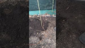 самый простой способ посадить  виноград и ничего лишнего