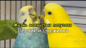 Жизнь волнистых попугаев. Перчик кормит Снежинку зеленушкой 😄
