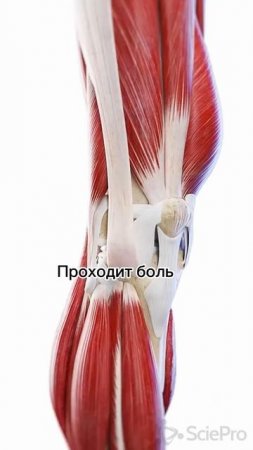 Уникальный гиалурон-хондроитиновый комплекс для здоровья суставов Би-Лурон