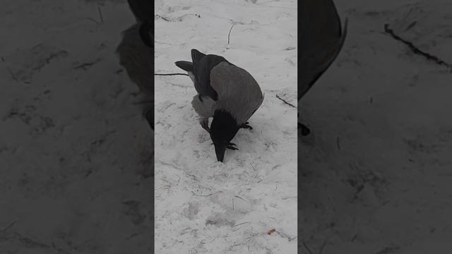 ВОРОНЫ И ГОЛУБИ.. смотреть онлайн