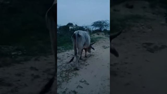 Beautifull cow's and bull live streaming Amazing animals life style is live! смотреть онлайн