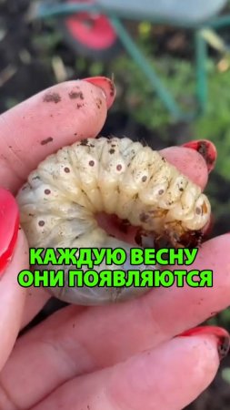 Сделайте это уже в апреле 2025 и избавитесь от вредителей на огороде