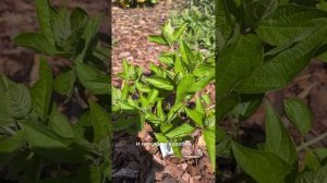 Обзор гортензий после заморозков. Выводы об укрытиях.