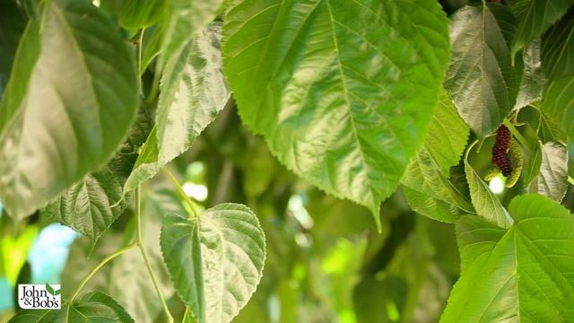 Summer Garden Plants | Blueberries, Mulberries, Grapes, Garlic, and Onions смотреть онлайн