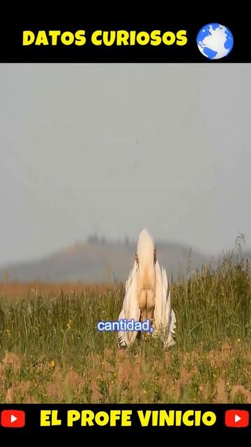 Curiosidad del Reino Animal #curiosidades #animals #shortsviral смотреть онлайн