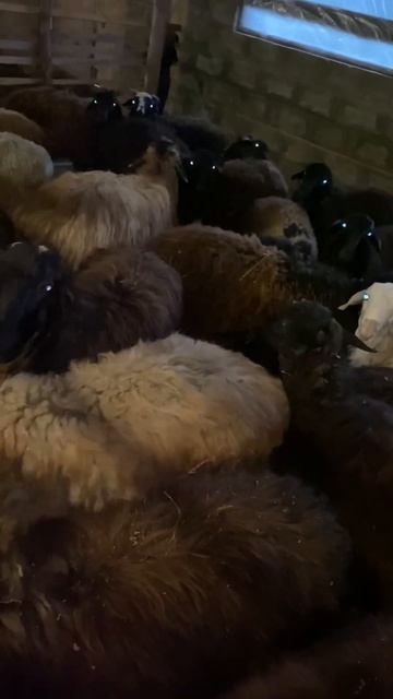 Романовские овцы #овцы смотреть онлайн