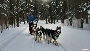 ДРАЙВ НА ХАСКАХ: ЭМОЦИИ, КОТОРЫЕ НЕЛЬЗЯ ЗАБЫТЬ! ❄️🐾