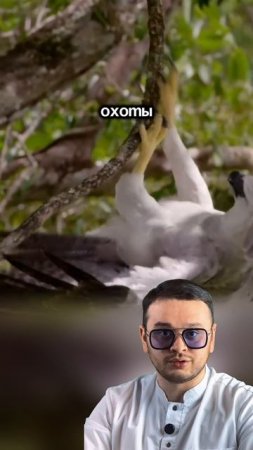 Факты о гарпии