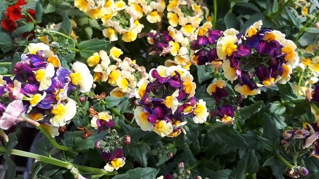 Nemesia strumosa - grow & care (Beautiful bouquet to grow) смотреть онлайн