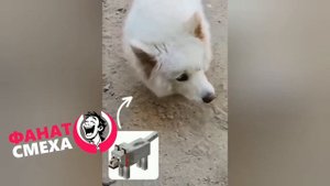 Юмор подборка приколов