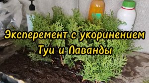 Новый эксперемент