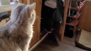 ДЮША, НЮСЬКА, СИНЯЯ ЛАМПОЧКА И БЕЛЫЕ МЕДВЕДИ