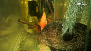 Последнее погружение к рыбам 🐟