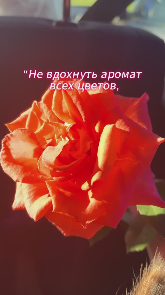 Мудрые мысли, цитаты #цитаты #Пущино