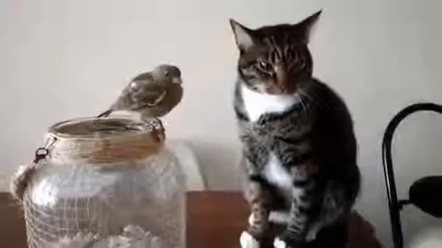 Любовь ми ми ми смотреть онлайн