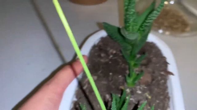 Haworthia o planta zebra смотреть онлайн