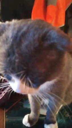 #кот#клёпа#рыбалка))