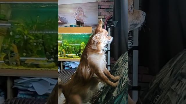 чихуахуа смотреть онлайн