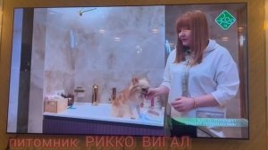 Стрижка когтей, длинношерстный чихуахуа