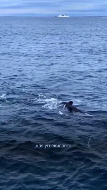 Где можно увидеть китов в России?🐋Смотри в комментариях ⤵️ #киты #путешествияпороссии #мурманск смотреть онлайн