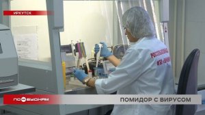 Крупную партию заражённых вирусами томатов выявили в Иркутске