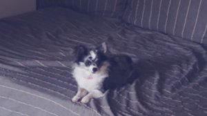 Собаки: ожидание vs реальность 🐾😅