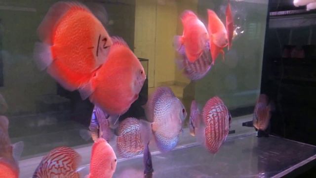 HIGH PROTEIN DISCUS MIX FEEDING - BY EXOTIC DISCUS смотреть онлайн