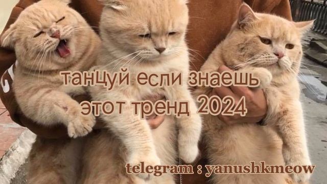 🐈🤎 Танцуй если знаешь этот тренд 2024 года 🐈🤎 Лучшее тренды Тик Ток 2024 🐈🤎
