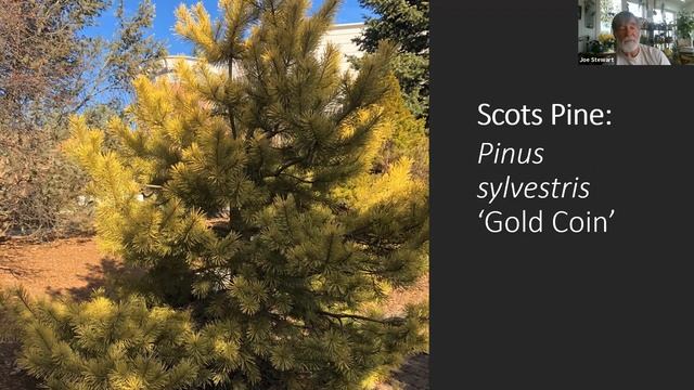 Tree University: Dwarf Conifers In the Home Landscape with Joe Stewart смотреть онлайн