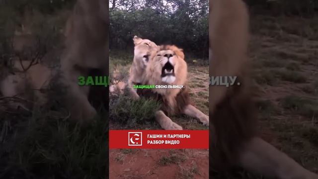 ТАК МНОГО ОБЕЗЬЯН И ТАК МАЛО ЛЬВОВ 🐵/🦁