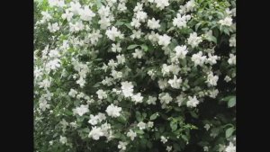 Ответы на вопросы по садово-огородным делам 40