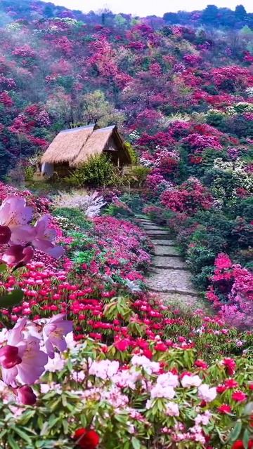 #Amazing nature status#Beautiful view of#extraordinary#mountain #flowers|#nature view#short#whatsap смотреть онлайн