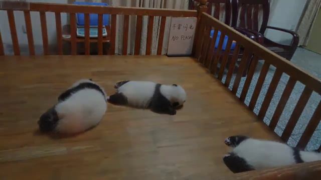 Visit to Chengdu Research Base of Giant Panda Breeding