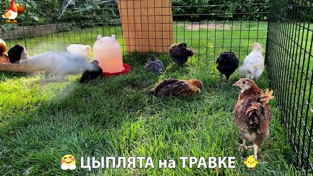 Цыплята несушек на травке в загоне хорошо растут на солнышке 🐥🌿🌞 (6)