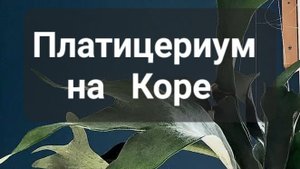 Платицериум на коре