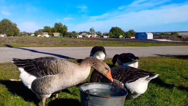 ГУСИ ГУСИ ГАГАГА😆 смотреть онлайн