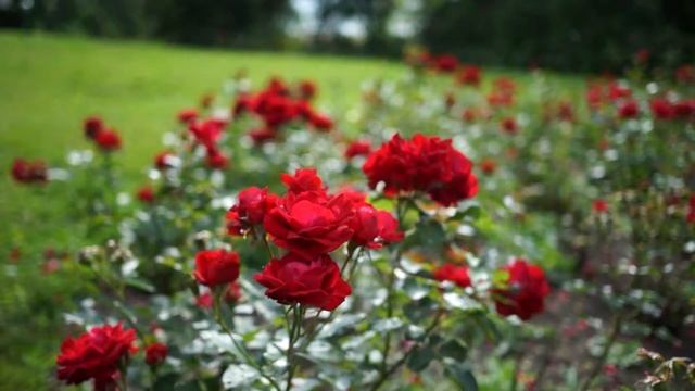 «Живые видео обои»907654810 смотреть онлайн